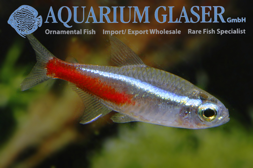 Neon Tetra S/M (min. 75 pcs) - Image 8