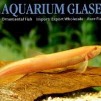 Oriental Weather Loach – Gold M (min. 15 pcs)