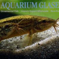 Oriental Weather Loach M (min. 15 pcs)