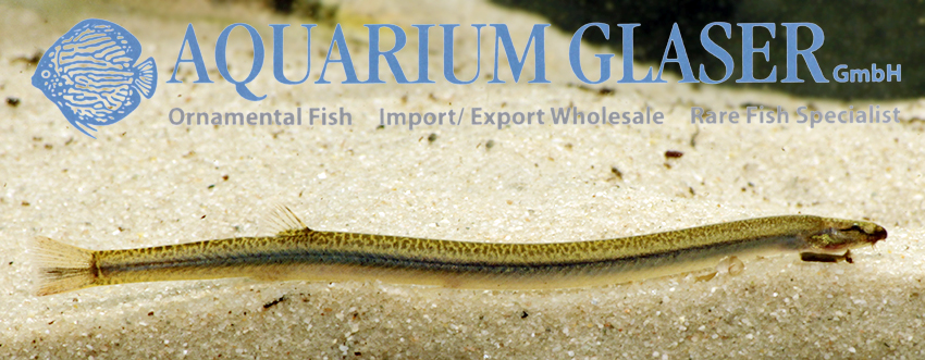 Golden Kuhli Loach M (min. 25 pcs) - Image 4