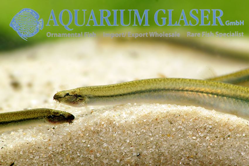 Golden Kuhli Loach M (min. 25 pcs) - Image 5