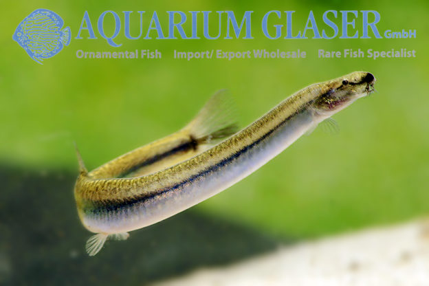 Golden Kuhli Loach M (min. 25 pcs) - Image 2