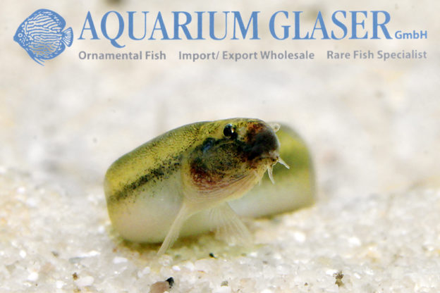 Golden Kuhli Loach M (min. 25 pcs) - Image 3