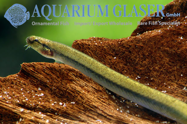 Golden Kuhli Loach M (min. 25 pcs) - Image 6