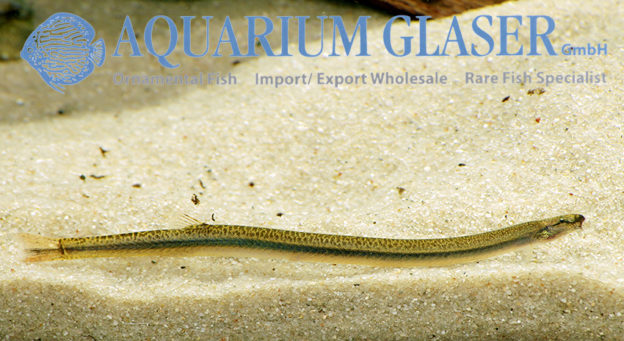 Golden Kuhli Loach M (min. 25 pcs) - Image 7