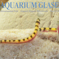 Dwarf Kuhli Loach S/M - Wild (min. 60 pcs)