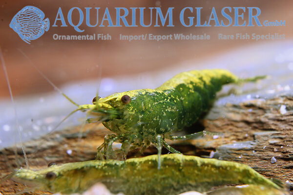 Jade Green Shrimp M (min. 60 pcs) - Image 10