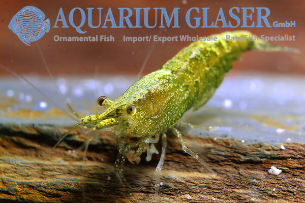 Jade Green Shrimp M (min. 60 pcs) - Image 2