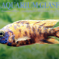 Peacock Cichlid Orange Blotched S/M