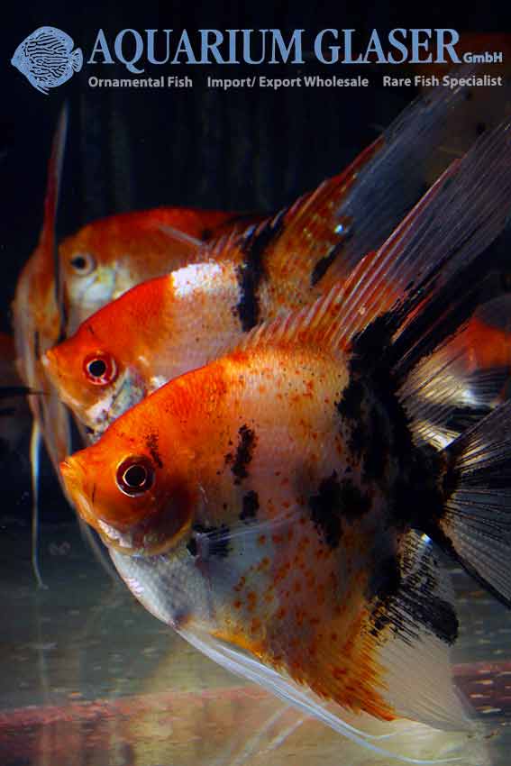 Angelfish - Red Devil M (min. 10 pcs) - Image 2