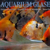 Angelfish - Red Devil M (min. 10 pcs)