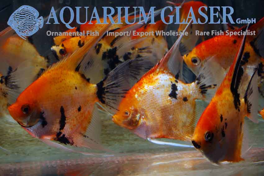 Angelfish - Red Devil M (min. 10 pcs)