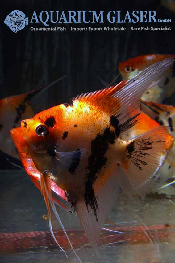 Angelfish - Red Devil M (min. 10 pcs) - Image 3