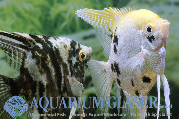 Angelfish Platinum Marble M - Image 3
