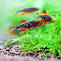 Danios (dannar)
