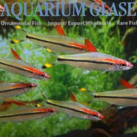 Red-Line Torpedo Barb M (min. 7 pcs)