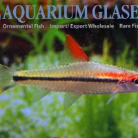 Red-Line Torpedo Barb S