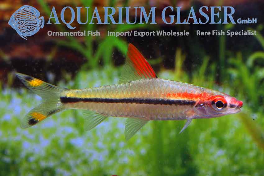 Red-Line Torpedo Barb M - Image 2