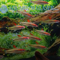 Red-Line Torpedo Barb M