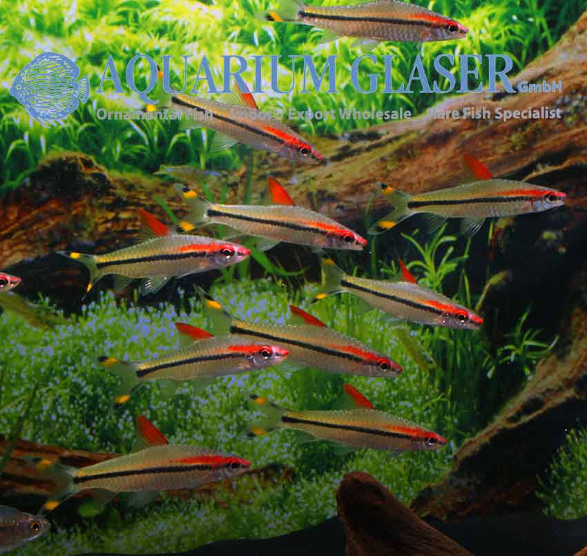 Red-Line Torpedo Barb M
