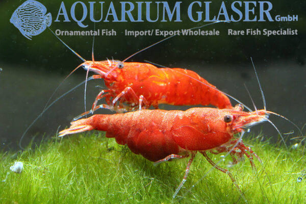 Blood Red Shrimp M/L (min. 30 pcs)