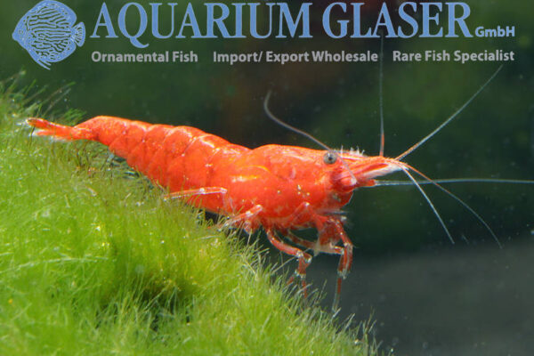 Blood Red Shrimp M/L (min. 30 pcs) - Image 2