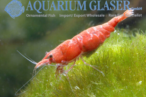 Blood Red Shrimp M/L (min. 30 pcs) - Image 3