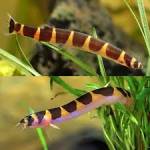 Loaches (álbótíur)