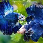 Bettas (bardagafiskar)