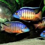 African Cichlids (Afríkusiklíður)