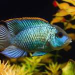 American Cichlids (Ameríkusiklíður)