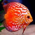 Discus (diskusar)