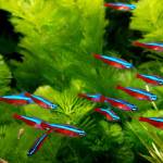 Tetras (tetrur)