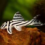 Plecos (pleggar)