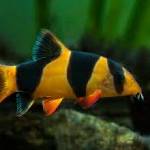 Loaches (bótíur)
