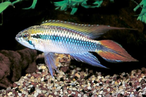 Agassiz’s Dwarf Cichlid ‘Red Tail’ L (min. 15 pcs) - Image 2