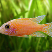 Peacock Cichlid Fire Fish L