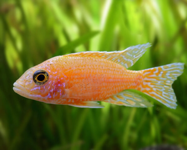 Peacock Cichlid Fire Fish L