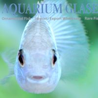 Blue Acara ‘Neon Blue’ S/M