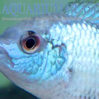 Blue Acara ‘Neon Blue’ S/M (min. 10 pcs)