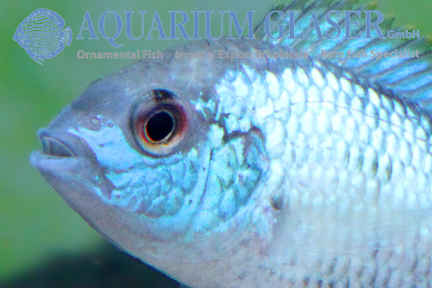 Blue Acara ‘Neon Blue’ S/M (min. 10 pcs)