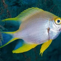 Lemon Damsel XL
