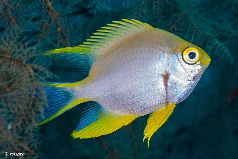 Lemon Damsel XL