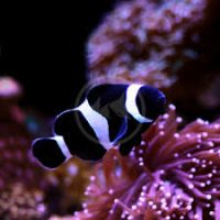 Tank Bred Clown - Black & White L