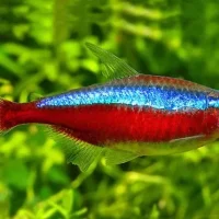 Cardinal Tetra - Columbia S/M