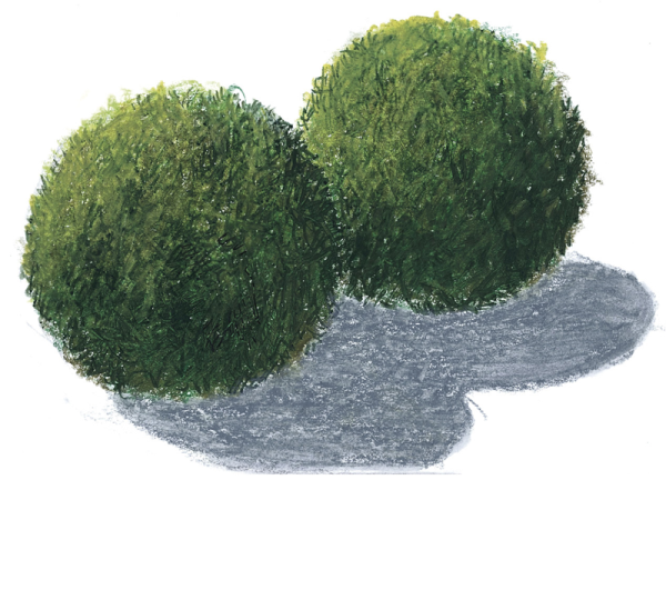 Aegagropila linnaei - Balls - Image 4
