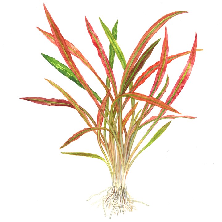 Cryptocoryne spiralis 'Red' - in Pot - Image 4