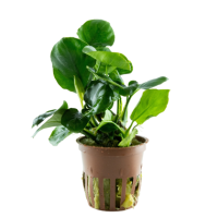 Anubias barteri 'Coin Leaf' - in Pot
