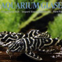 L129 Colombian Zebra Pleco S/M