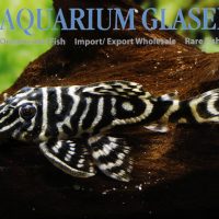 L129 Colombian Zebra Pleco S/M (min. 5 pcs)
